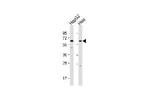 All lanes : Anti-EHD1 Antibody (C-term) at 1:1000 dilution Lane 1: HepG2 whole cell lysate Lane 2: Hela whole cell lysate Lysates/proteins at 20 μg per lane.