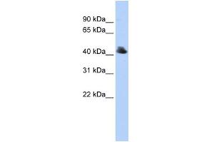 WB Suggested Anti-FBXO4 Antibody Titration:  0.