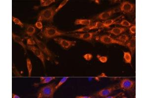 Immunofluorescence analysis of NIH-3T3 cells using SUPV3L1 Polyclonal Antibody at dilution of 1:100 (40x lens). (SUPV3L1 antibody)