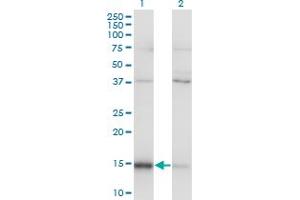 Western Blot analysis of MAGOH expression in transfected 293T cell line by MAGOH monoclonal antibody (M01), clone 6E11. (MAGOH antibody  (AA 1-110))