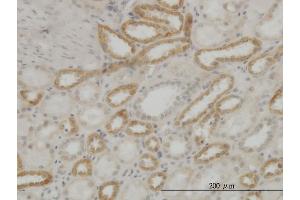 Immunoperoxidase of monoclonal antibody to ATP5E on formalin-fixed paraffin-embedded human kidney. (ATP5E antibody  (AA 1-51))
