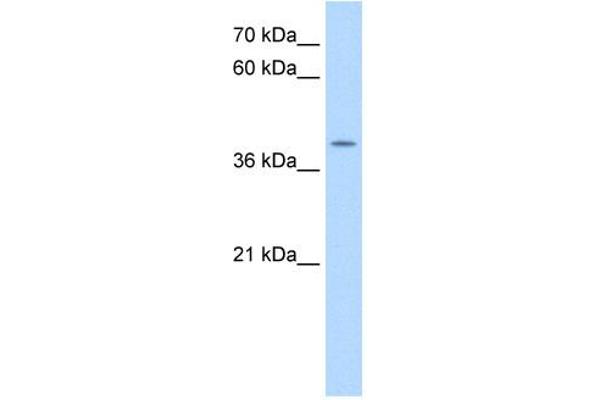 APOBEC3B 抗体  (N-Term)