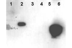 Western blot using  Affinity Purified anti-HMNG antibody shows detection of phosphorylated HMGN1 and HMGN2. (HMGN1 antibody  (pSer20, pSer24))