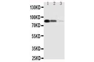Western Blotting (WB) image for anti-CD163 (CD163) (AA 1092-1109), (C-Term) antibody (ABIN3043012)