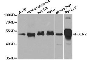 Western blot analysis of extracts of various cell lines, using PSEN2 antibody. (Presenilin 2 antibody)