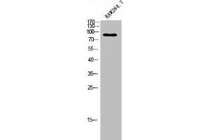 anti-G Protein-Coupled Receptor 115 (GPR115) (C-Term) antibody