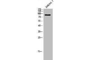 Western Blot analysis of RAW264. (ADGRF4 (C-Term) antibody)