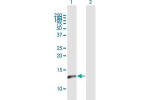 Western Blot analysis of NDUFA5 expression in transfected 293T cell line by NDUFA5 MaxPab polyclonal antibody.