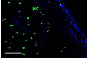 Immunohistochemistry analysis using Mouse Anti-Acrolein Monoclonal Antibody, Clone 10A10 (ABIN5067193). (Acrolein antibody  (FITC))