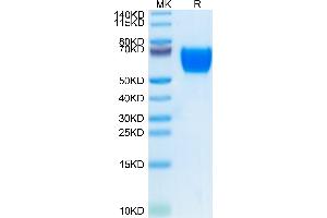 Human SELL/CD62L on Tris-Bis PAGE under reduced condition. (L-Selectin Protein (AA 39-332) (His tag))