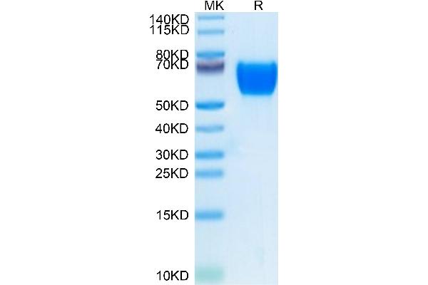 L-Selectin Protein (AA 39-332) (His tag)