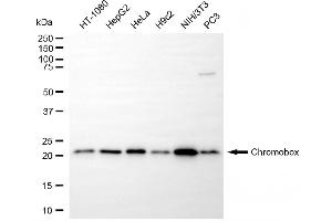 Western blotting analysis using chromobox antibody (ABIN7800917).