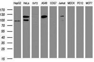 Image no. 2 for anti-Splicing Factor 3a, Subunit 1 (SF3A1) (AA 249-568) antibody (ABIN1491271)