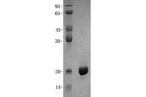 Validation with Western Blot (PPIH Protein (His tag))