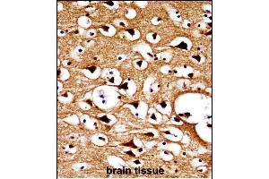 NUMBL Antibody (C-term) ((ABIN658002 and ABIN2846946))immunohistochemistry analysis in formalin fixed and paraffin embedded human brain tissue followed by peroxidase conjugation of the secondary antibody and DAB staining. (NUMBL antibody  (C-Term))