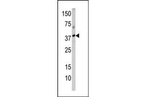 Western blot analysis of anti-RCL1 Pab (ABIN388666 and ABIN2838609) in  cell line lysate (35 μg/lane). (RCL1 antibody  (N-Term))