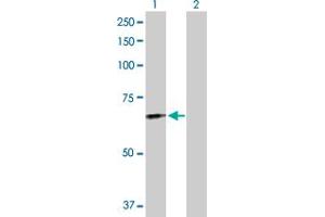 Western Blot analysis of FGL2 expression in transfected 293T cell line by FGL2 MaxPab polyclonal antibody. (FGL2 antibody  (AA 1-439))
