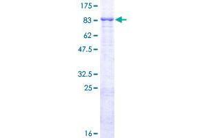 FBXL4 Protein (AA 1-621) (GST tag)