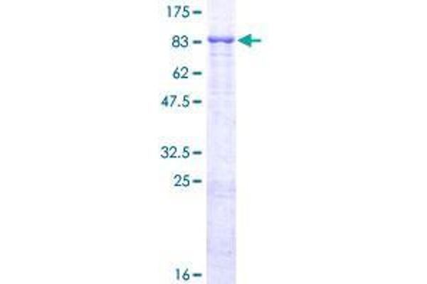 FBXL4 Protein (AA 1-621) (GST tag)