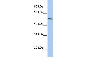 WB Suggested Anti-KLF11 Antibody Titration:  0.