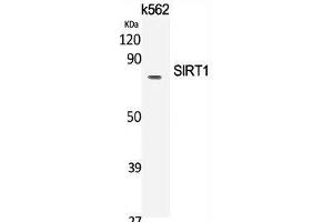 Western Blot analysis of K562 cells using SIRT1 Polyclonal Antibody at dilution of 1:2000.