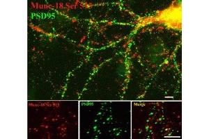 Immunostaining of 14 DIV rat cortical neurons showing specific labeling of Munc-18 phosphorylated at Ser513 (red) and PSD95 (green). (STXBP2 antibody  (pSer513))