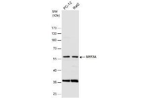 WB Image Various whole cell extracts (30 μg) were separated by 10% SDS-PAGE, and the membrane was blotted with MEF2A antibody [C2C3], C-term , diluted at 1:500. (MEF2A antibody  (C-Term))
