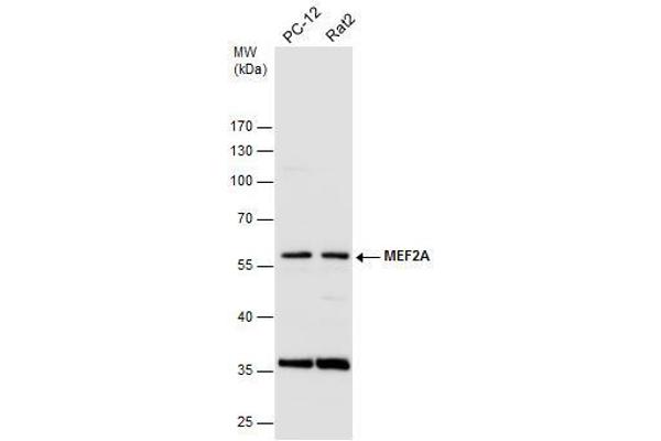 MEF2A anticorps  (C-Term)