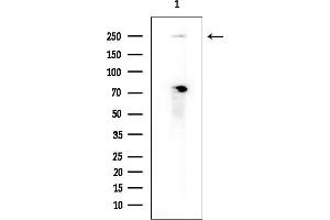 Western blot analysis of lysates from COLO205 cells(heat-shock treatment), using GON4L Antibody at 1/1000 dilution. (Gon-4-Like antibody  (N-Term))