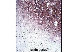 SYP Antibody (C-term) immunohistochemistry analysis in formalin fixed and paraffin embedded human brain tissue followed by peroxidase conjugation of the secondary antibody and DAB staining.