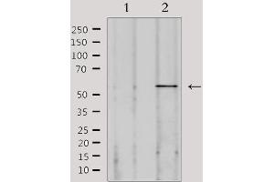 Western blot analysis of extracts from 293, using SPAM1 Antibody. (SPAM1 antibody  (Internal Region))