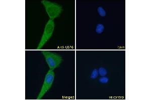 ABIN1019674 Immunofluorescence analysis of paraformaldehyde fixed U2OS cells, permeabilized with 0. (USP6 antibody  (AA 142-155))