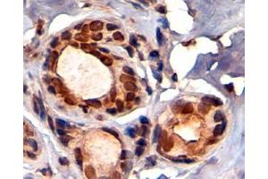 ABIN184913 (4 µg/mL) staining of paraffin embedded Human Breast. (KAP1 antibody  (C-Term))