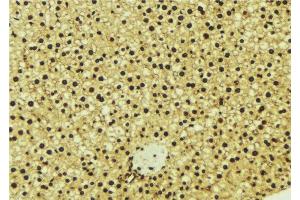 ABIN6277003 at 1/100 staining Mouse liver tissue by IHC-P. (OGT antibody  (N-Term))