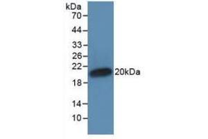 Figure. (IFNA antibody  (AA 24-181))