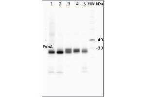 Image no. 1 for anti-D1 Protein of PSII, (PsbA) (C-Term) antibody (ABIN2559394) (D1 Protein of PSII, (PsbA) (C-Term) antibody)
