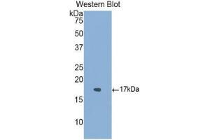 Western Blotting (WB) image for anti-Activin Receptor Type I (ACRV1) (AA 208-340) antibody (ABIN1174011) (ACVR1 antibody  (AA 208-340))