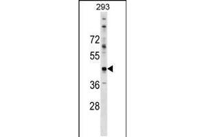 Western blot analysis in 293 cell line lysates (35ug/lane). (CADM2 antibody  (N-Term))
