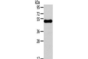 RHCE antibody