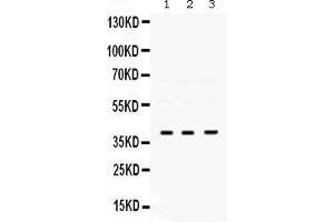 Anti- POLB Picoband antibody, Western blottingAll lanes: Anti POLB  at 0. (POLB antibody  (AA 122-335))