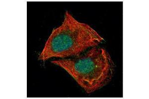 ICC/IF Image Confocal immunofluorescence analysis (Olympus FV10i) of paraformaldehyde-fixed U2OS, using p53, antibody (Green) at 1:500 dilution. (p53 antibody  (N-Term))