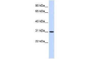 Western Blotting (WB) image for anti-Cytochrome B5 Domain Containing 2 (CYB5D2) antibody (ABIN2459562) (CYB5D2 antibody)
