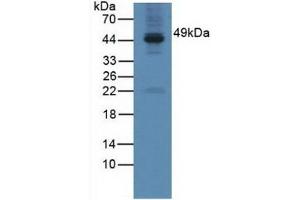 Detection of GAL3ST1 in Mouse Testis Tissue using Polyclonal Antibody to Galactose-3-O-Sulfotransferase 1 (GAL3ST1) (GAL3ST1 antibody  (AA 57-196))