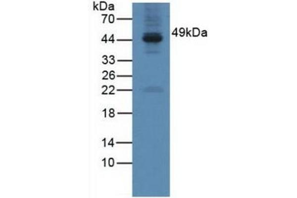 GAL3ST1 antibody  (AA 57-196)