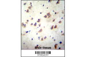 GRIN3B Antibody immunohistochemistry analysis in formalin fixed and paraffin embedded human brain tissue followed by peroxidase conjugation of the secondary antibody and DAB staining. (GRIN3B antibody  (C-Term))