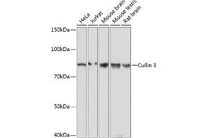Western blot analysis of extracts of various cell lines, using Cullin 3 antibody (ABIN7266543) at 1:1000 dilution. (Cullin 3 antibody)