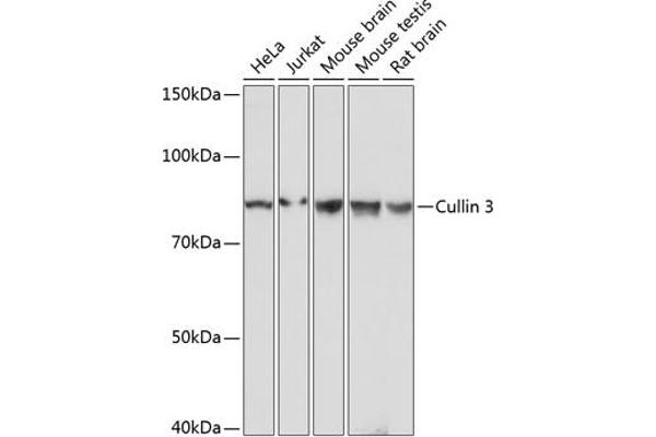Cullin 3 抗体