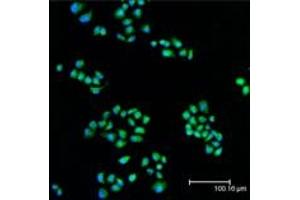 Immunofluorescent analysis (confocal) staining of HeLa cells using MEK1 pAb (green), nuclei are stained in blue pseudocolor using DRAQ5. (MEK1 antibody  (N-Term))