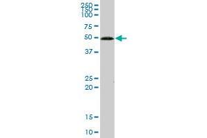 GCK MaxPab polyclonal antibody. (GCK antibody  (AA 1-465))