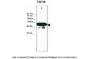 Lanes:   30ug NIH3T3 cell lysate  Primary Antibody Dilution:   1:1000  Secondary Antibody:   Anti-rabbit HRP  Secondary Antibody Dilution:   1:5000  Gene Name:   TAF1B  Submitted by:   Thomas Moss (TAF1B antibody  (C-Term))